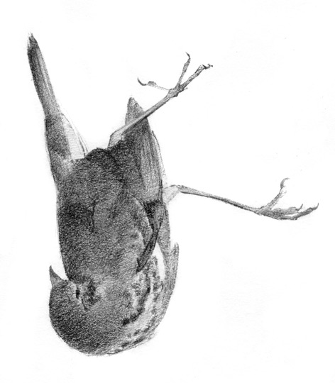 Ded Burd by James Tafel Shuster